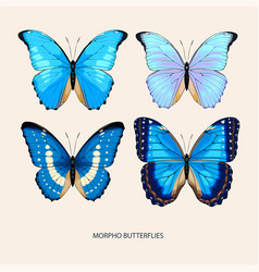 Morpho Butterfly Art In Different Species