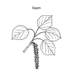 Aspen Populus Tremula