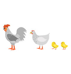 Chicken Family Isolated On White Background