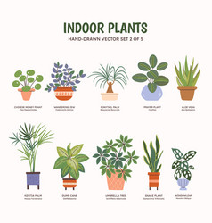 Indoor Plants - Colorful Set 2 Of 5