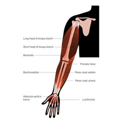 Muscular System Arms