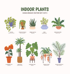 Indoor Plants - Colorful Set 3 Of 5