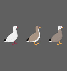 Geese On Gray Background