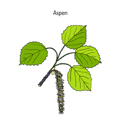 Aspen Populus Tremula