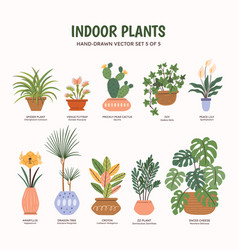 Indoor Plants - Colorful Set 5 Of 5