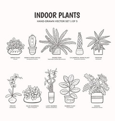 Indoor Plants - Lineart Set 1 Of 5