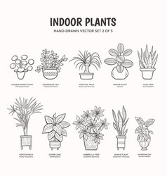 Indoor Plants - Lineart Set 2 Of 5