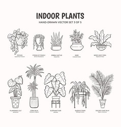 Indoor Plants - Lineart Set 3 Of 5