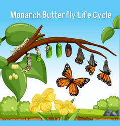 Scene With Monarch Butterfly Life Cycle