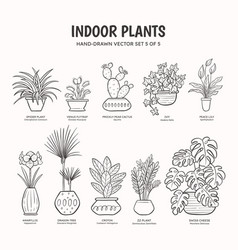 Indoor Plants - Lineart Set 5 Of 5