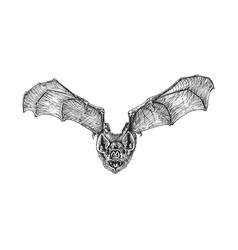 Flying Bat Sketch Drawn Halloween Symbol