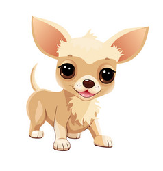 Beige Chihuahua Puppy