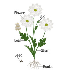 Parts Of A Chamomile Chrysanthemums Plant