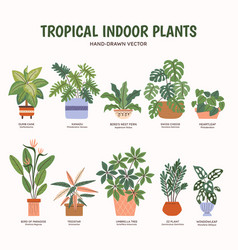 Tropical Indoor Plants - Colorful