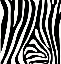 Color Zebra Skin Set Royalty Free Vector Image