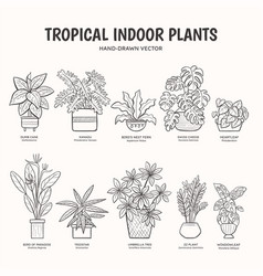 Tropical Indoor Plants - Lineart