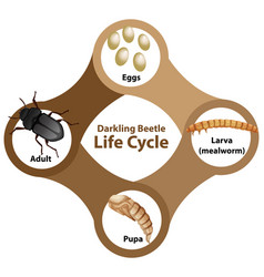 Diagram Showing Life Cycle Darkling Beetle