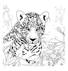 Jaguar In The Jungle Black And White