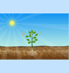 Photosynthesis Process With A Green Plant