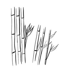 Bamboo Isolated In Sketch Style