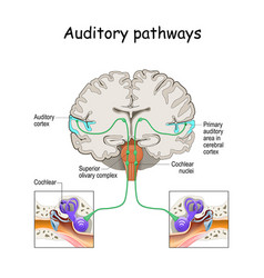 Auditory Pathways From Cochlea In Ear To Cortex