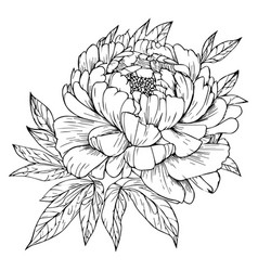 Tattoo Outline Peony Flower Drawing