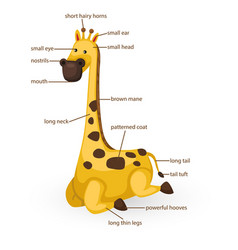 Giraffe Vocabulary Part Of Body