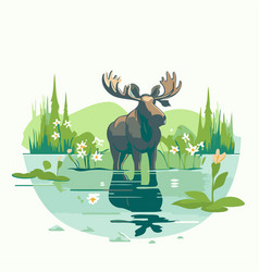 A Moose On Pond In The Forest