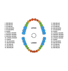 Adult Human Teeth Dentition Anatomy Upper