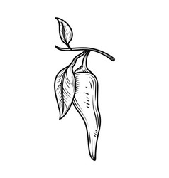 Chili Leaf Nature Icon