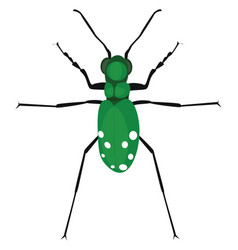 Green Bug On A White Background