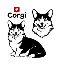 Welsh Corgi Cardigan Dog On White Background