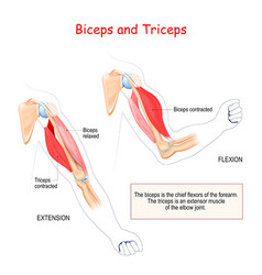 Anatomy Biceps And Triceps