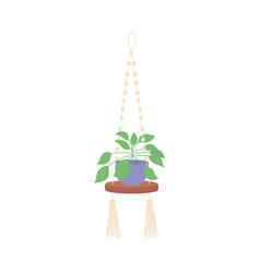 Indoor Plant On Decorative Macrame Handmade Hanger