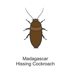 Cockroach Insect Iconcolor Icon Isolated