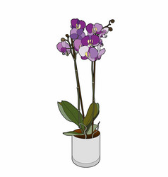 Purple Orchid