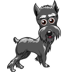 Schnauzer