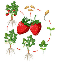 Life Cycle Of Strawberry Diagram