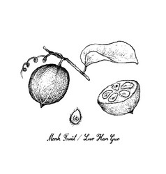 Hand Drawn Of Monk Fruit On White Background