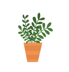 House Plant