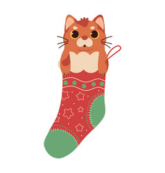 Christmas Cat In Sock