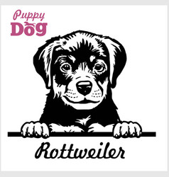 Puppy Rotweiller - Peeking Dogs - Breed Face Head