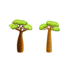 Powerful African Baobab Trees With Green Leaves