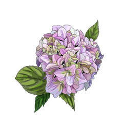 Realistic Pinky Green Hydrangea Flower With Leaves