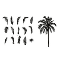 Palm Leaves Set Tree Silhouette And