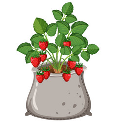 Strawberry Plant Isolated Growing In The Bag