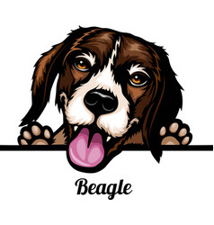 Beagle - Color Peeking Dogs Breed Face Head