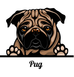 Pug - Color Peeking Dogs Breed Face Head