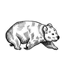 Vintage Of Wombat On Isolated White Background