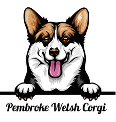 Corgi - Color Peeking Dogs Breed Face Head